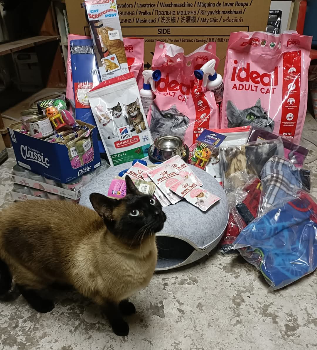 Cat Care Port Elizabeth